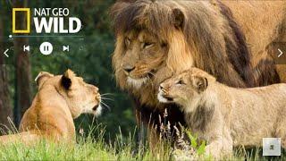 LIONS 101 - Some Interesting and basic Information about The Lions.