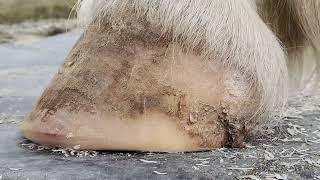 How To EASILY Identify A Healthy Horse Hoof And Trim