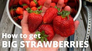 My one tip for BIG Strawberries