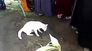 Mengharukan  Kisah Kucing Yang Setia Kepada Majikannya Tak Rela Majikannya di kubur