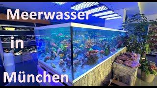 MEERWASSER AQUARISTIK in München - Das ist die Riffgärtnerei