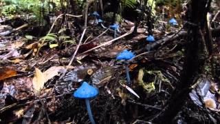 BLUE MUSHROOMS Entoloma hochstetteri - New Zealand Special