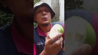 Pengusir hama tikus pakai Buah Bintaro