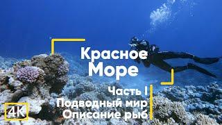 Рыбы Красного моря с описанием. Часть 1. Египет. Дайвинг.