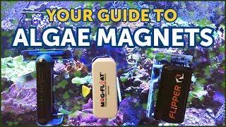 The Best Magnetic Algae Cleaners And How to Choose The Right One For Your  Aquarium