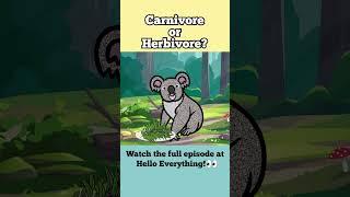 Is Koala Carnivore or Herbivore?  Learn what Wild Animals Eat #art #animals #animation