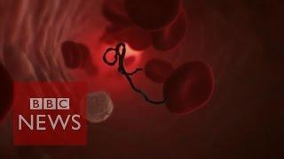 How does Ebola attack human cells? BBC News