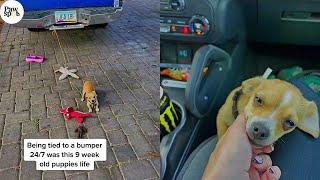 Abounded Tiny 9 Weeks Old Puppy Finally Rescued From Being Tied To A Bumper 247