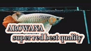 Arowana Super Red special anatomy