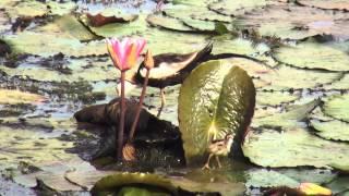 Jacana babies