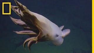 Rare Dumbo Octopus Shows Off for Deep-sea Submersible  National Geographic