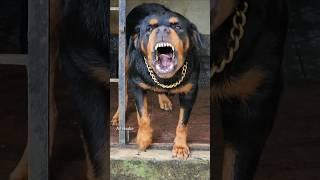 Angry Rottweiler barking at owner #rottweiler #funnyanimal  #angry #pets #angrypet #dog #angrydog