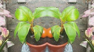 STEP BY STEP COCONUT BONSAi