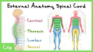 External Anatomy Of The Spinal Cord Explained Spinal Nerves & Dermatomes  Clip