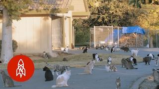 The Woman Who Lives With 1000 Cats