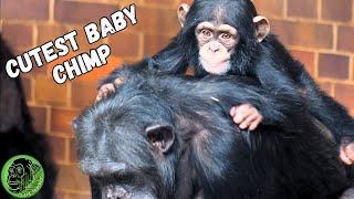 Cute Baby Chimp Riding On Moms Back