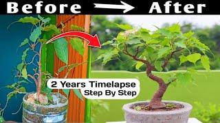 Bonsai Time Lapse Years