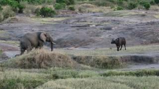 Buffalo vs Elephant - Masai Mara Kenya