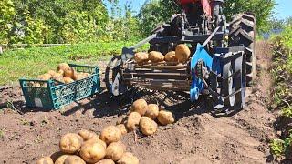 Conveyor potato digger for any walk-behind tractor. Modernization.