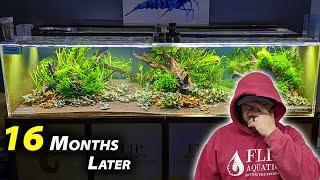 1000 *shrimp* INTO MONSTER 480 AQUARIUM 16 months later...