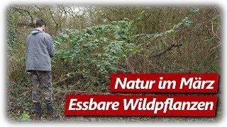 Nahrung aus der Natur  Essbare Wildpflanzen Teil 1