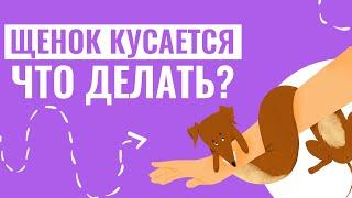 Что делать если ЩЕНОК КУСАЕТ РУКИ? Полезные советы для начинающих собаководов