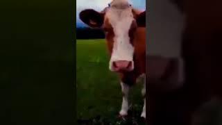 moo