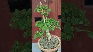 Pruning Bonsai Serut Tipis-Tipis