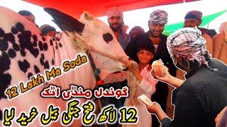 Today Gondal Mandi Attock Latest Update 3 June 2024  Big Deal 12 Lakh Ma Fatehjangi Bull