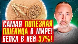 ЭТА пшеница лечит без глютена белка больше чем в мясе чудо состав Она древнее египетских пирамид