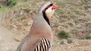 مادی چکور کی اوازFemale Chakor soundsChukar calling