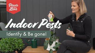 Common Indoor Plant Pests & How to get rid of them