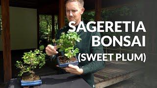 Sageretia Bonsai care Sweet plum