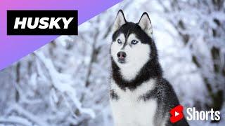 Husky  One Of The Most Popular Dog Breeds In The World #shorts