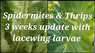 Does Lacewing Larvae Works on Spidermites and Thrips? Update video on spidermites control