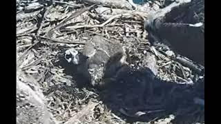 Osprey chick #3 is not doing so well.