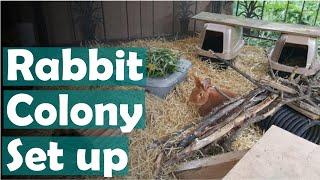 How to set up a rabbit colony for meat rabbits on the homestead