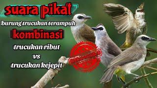 Auto ngumpul  Suara pikat burung trucukan paling ampuh  trucukan ribut kejepit