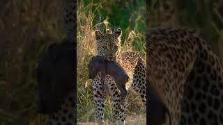 Leopard vs.baby warthog #shortsfeed #shortsvideo #shortvideo