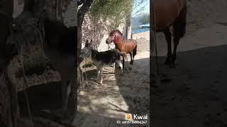 caballo