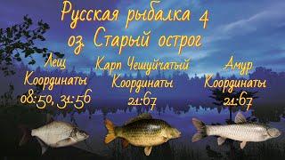 Русская рыбалка 4 • оз. Старый Острог Лещ Карп Амур • Турниры с призами • от ЧокопайТВ