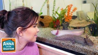 Axolotl  Information für Kinder  Anna und die Haustiere