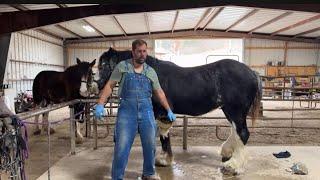 LIVE With The New Clydesdale Mares - Beauty’s First Tack Up And Luna’s Hoof Care