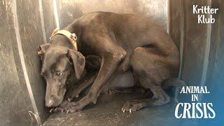 Abused Dog Isolated Herself From The World...l Animal In Crisis Ep 326