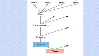 Основные систематические группы животных. Значение классификации  животных