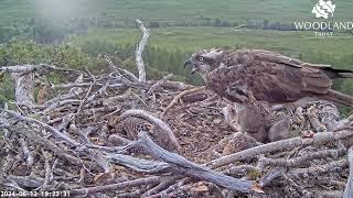 Despite the huge size of the fifth fish aggro Loch Arkaig Osprey chick 2 demands it all 12 Jun 2024