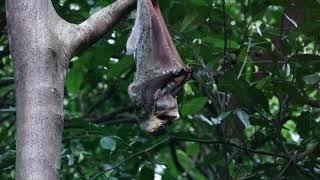 Colugo With Baby in Rainforest  Bukit Timah Nature Reserve Singapore