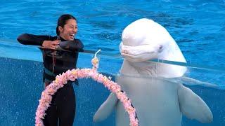 White Dolphin Show At Yokohama Hakkeijima Sea Paradise 【4K】