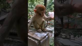 funny monkey videosfunny monkeymonkey videosfunny monkeysmonkey video