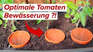 Tomaten Bewässerung  Diese Methode wird dich begeistern Tomaten richtig gießen